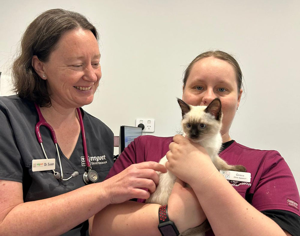 Kitten vaccinations bendigo