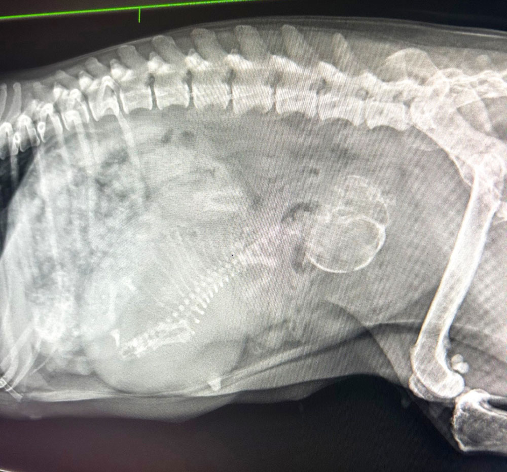 Pet x-ray myvet strathfieldsaye