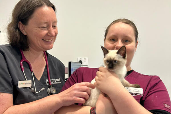 Kitten Vaccinations Bendigo